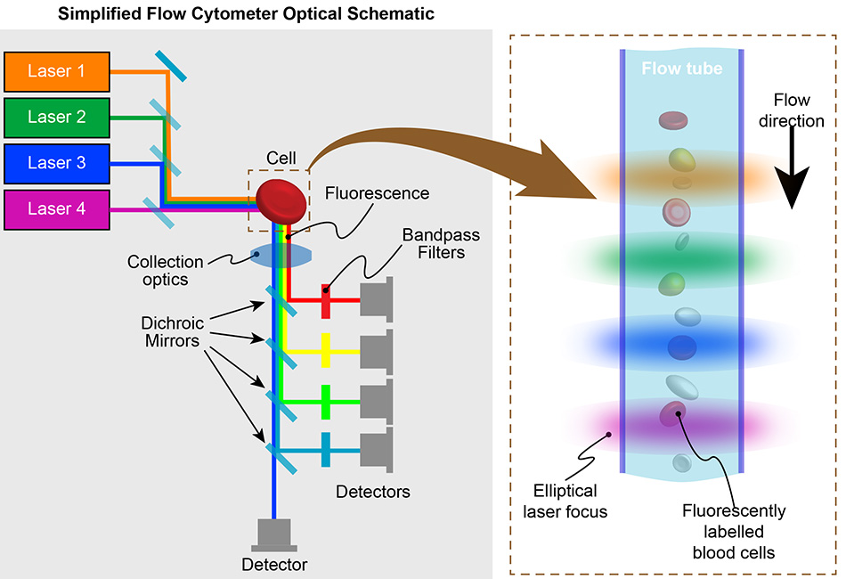 Vereinfachtes optisches Schema eines Durchflusszytometers