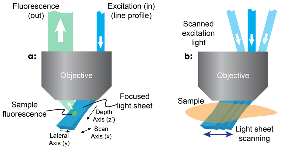 SCAPE-Mikroskopie (Swept Confocally Aligned Planar Excitation)
