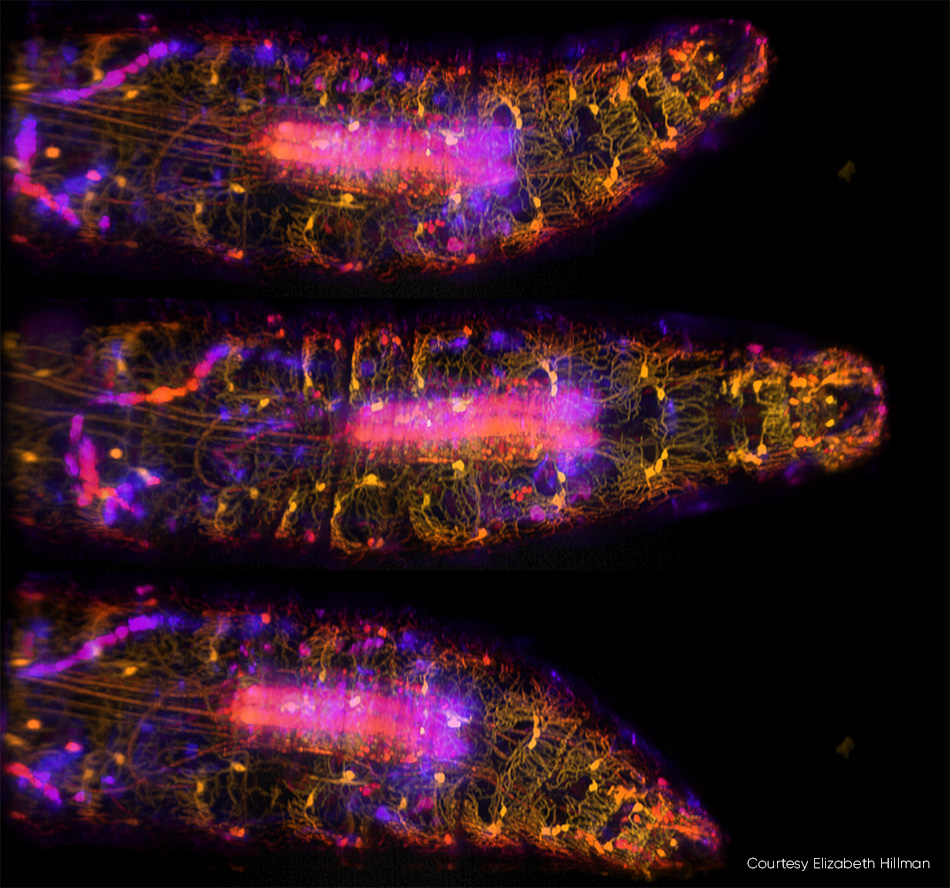 Eine sich bewegende Drosophila-Larve, aufgenommen mit SCAPE 2.0 bei 10 Bildern pro Sekunde