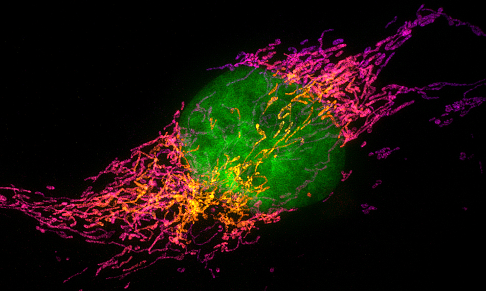 Vermeidung organischer Fluoreszenz